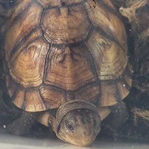 Terrapene carolina major