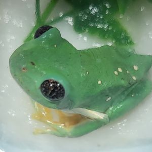 Agalychnis dacnicolor