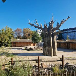 New Savanna, Boabab and Zebra stables