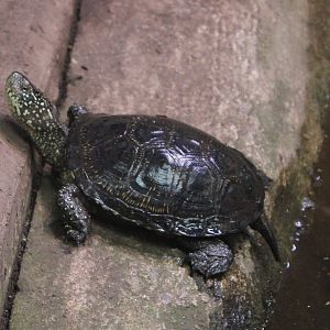 European pond turtle