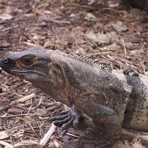 Black iguana