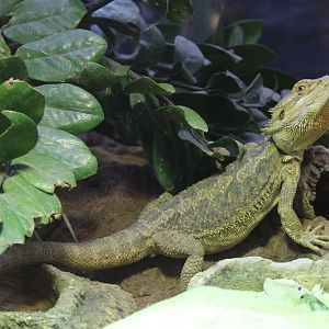 Bearded dragon