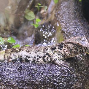Chinese crocodile lizard