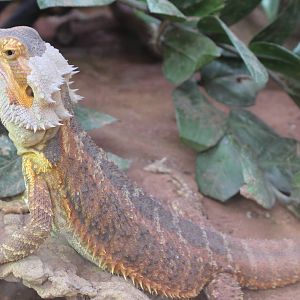 Bearded dragon