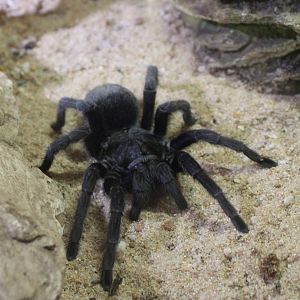 Grammostola pulchra