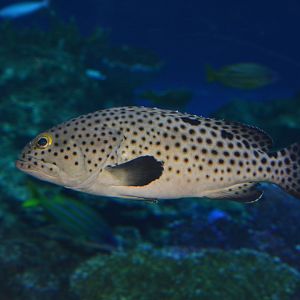 Blacksaddle grouper (Epinephelus howlandi)
