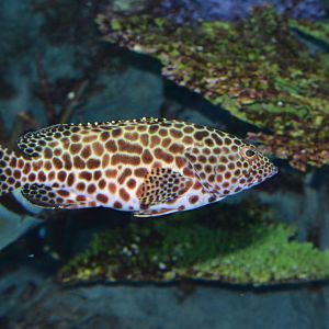 Honeycomb grouper (Epinephelus merra)