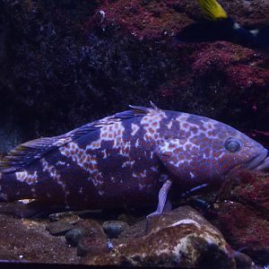 Hong Kong grouper (Epinephelus akaara)