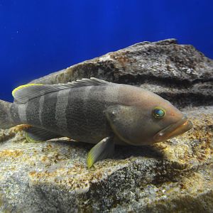 Yellow grouper (Epinephelus awoara)