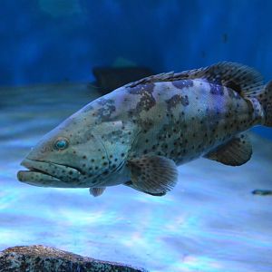 Orange-spotted grouper (Epinephelus coioides)