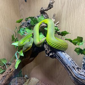 White-lipped pit viper (Crocs R Us, Bristol) 040923