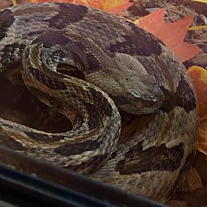 Puff adder (Crocs R Us, Bristol) 040923