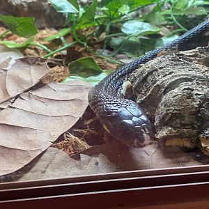 Indochinese spitting cobra (Crocs R Us, Bristol) 040923