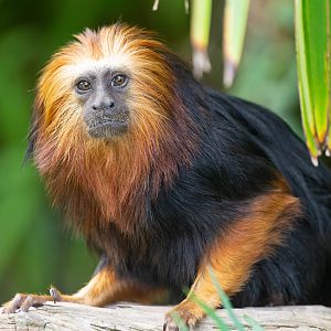 Golden-Headed Lion Tamarin, Colchester, UK