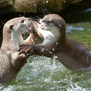 Smooth coated otters, Colchester, UK
