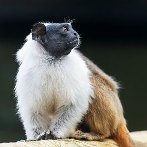 Pied Tamarin, Colchester, UK
