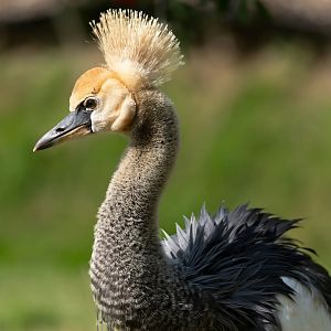 Juvenile grey crowned crane, Colchester, UK