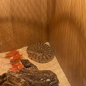 Sonoran sidewinder (Crocs R Us, Bristol) 040923