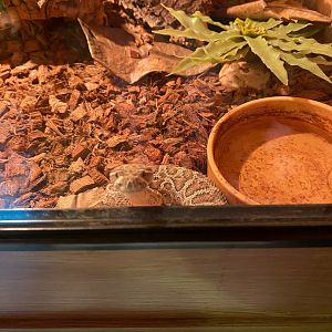 Prairie rattlesnake (Crocs R Us, Bristol) 040923