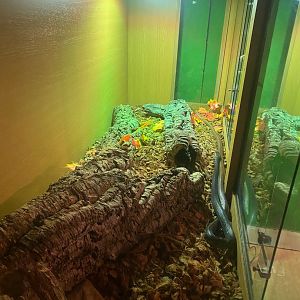 Coastal or Papuan taipan (Crocs R Us, Bristol) 040923