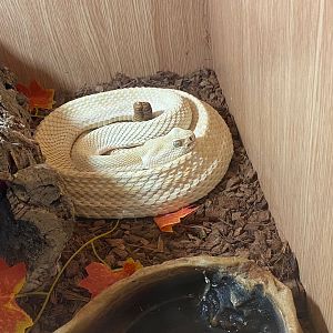 Western diamondback rattlesnake (Crocs R Us, Bristol) 040923