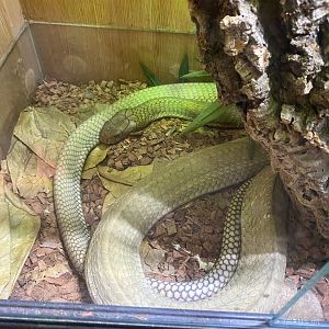 King cobra (Crocs R Us, Bristol) 040923