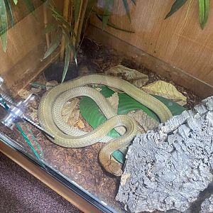 King cobra (Crocs R Us, Bristol) 040923