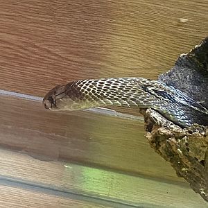 Spectacled cobra (Crocs R Us, Bristol) 040923