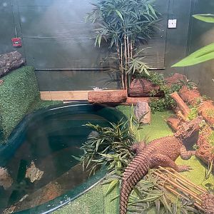 West African dwarf crocodile (Crocs R Us, Bristol) 040923