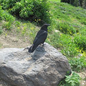 Raven in Yellowstone National Park