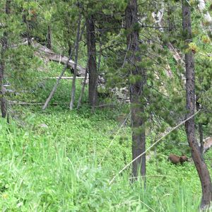Black bear cub in Yellowstone National Park (look between the trees closest to you on the right hand side)