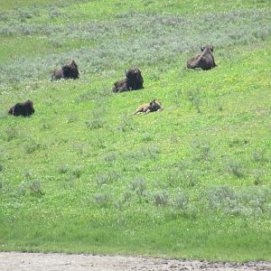 Bison in Yellowstone National Park