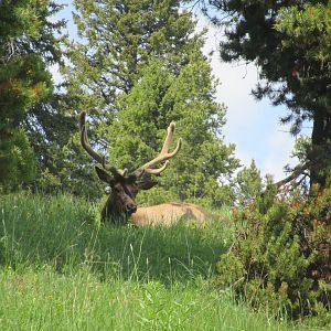 Bull elk in Yellowstone National Park