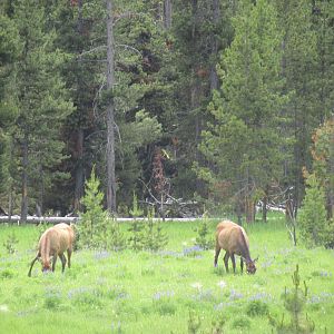 Cow elk in Yellowstone National Park