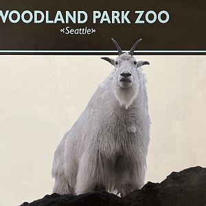 Zoo Map Cover - 2005