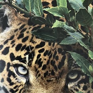 Zoo Map Cover - 2006