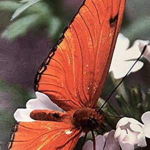 Zoo Map Cover - Spring 2007