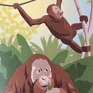 Zoo Map Cover - Summer 2019