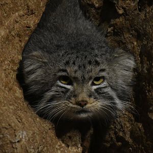 Desert's Edge - Pallas Cat