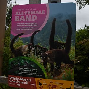 Wild Encounters - White-nosed coati signage