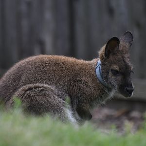 Wild Encounters - Wallaby wearing a fly collar