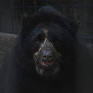 Andean Bear, Muniri