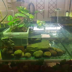 Roti Island Snake-Necked Turtle Enclosure