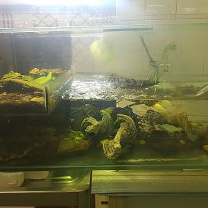 Reeve's Turtle Enclosure