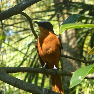White-crested Robin Chat