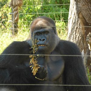 Kiburi - Western Lowland Gorilla