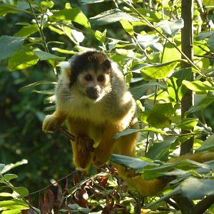 Black-Capped Squirrel Monkey