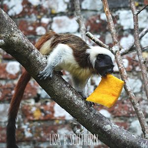 cotton top tamarin