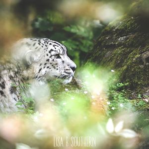 Snow Leopard
