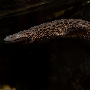 Borneo earless monitor (Lanthanotus borneensis)